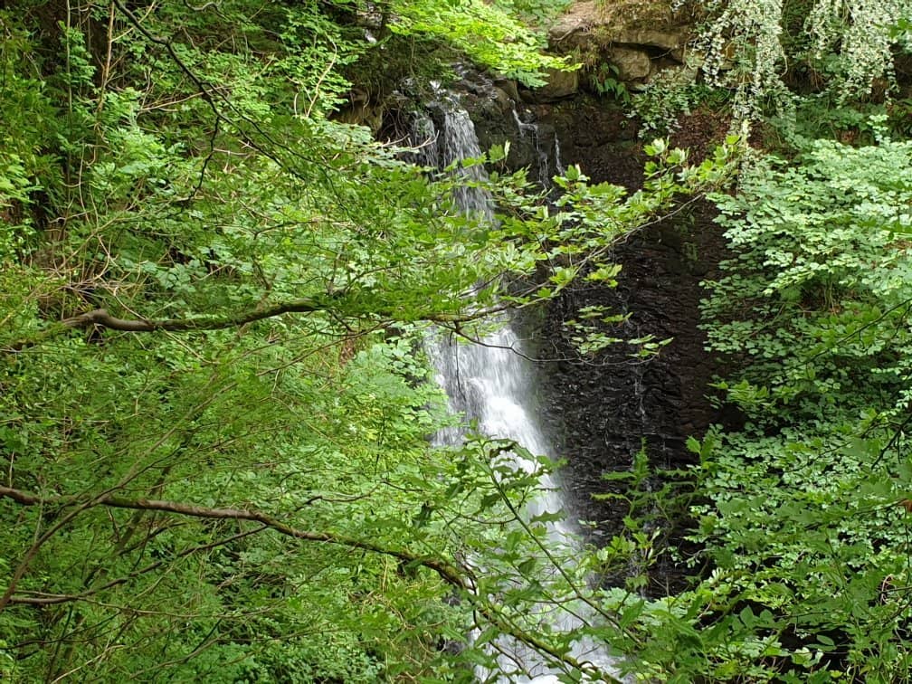 Woodland Walks