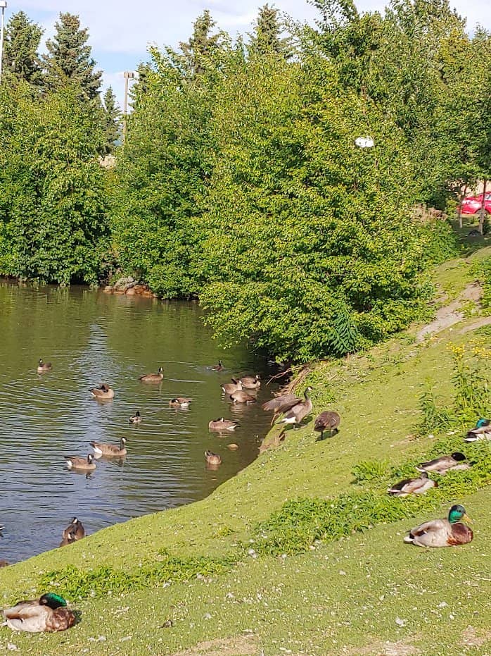 Scenic Pond & Wildlife