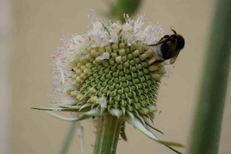 Saint-Gervais-et-Saint-Protais Church