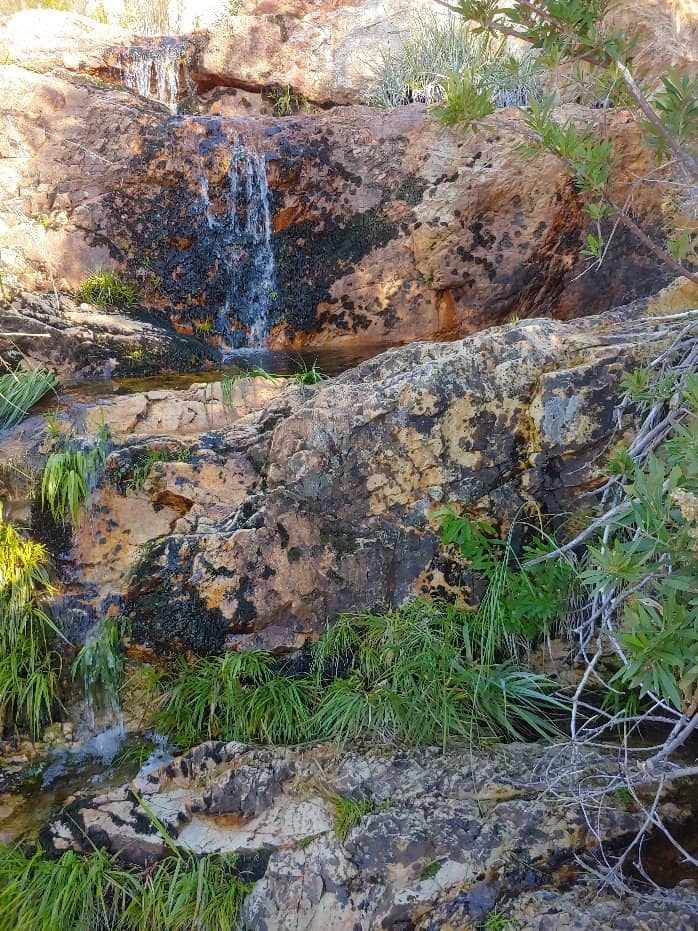 Indigenous Vegetation & Daisies