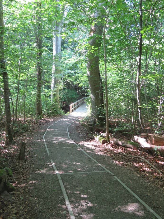 Ancient Beech Forest