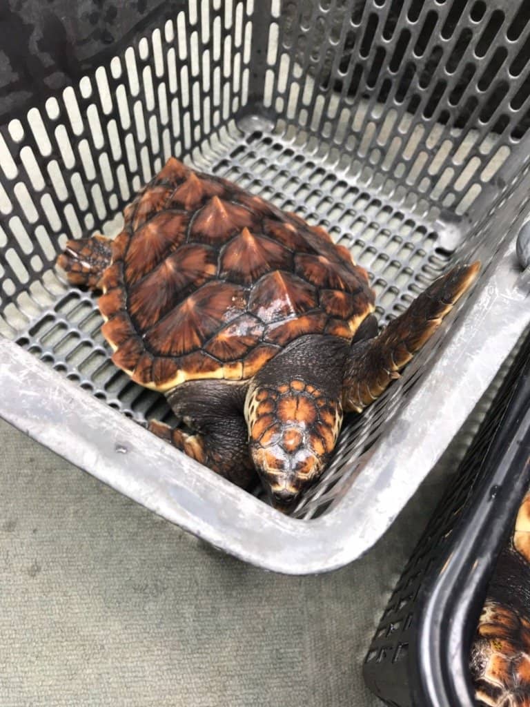 Ohama Beach Proximity