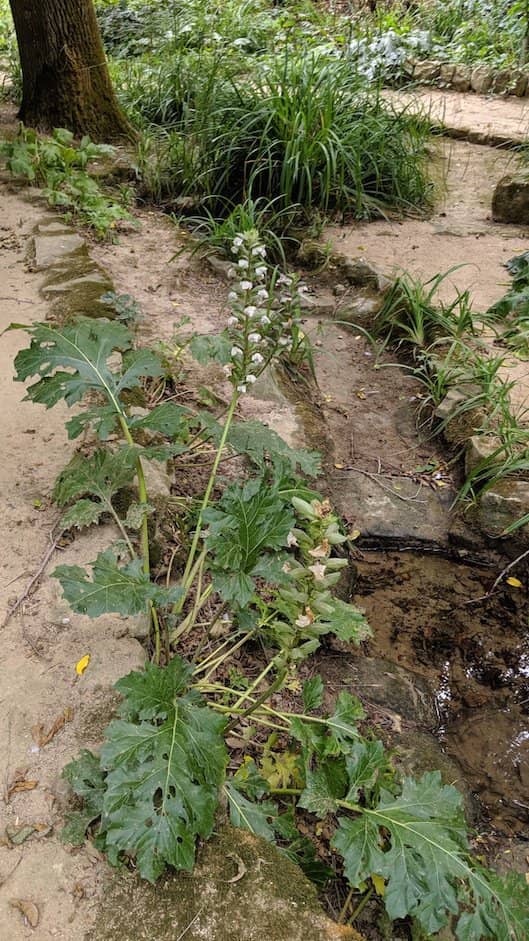 Unique Microclimate Flora