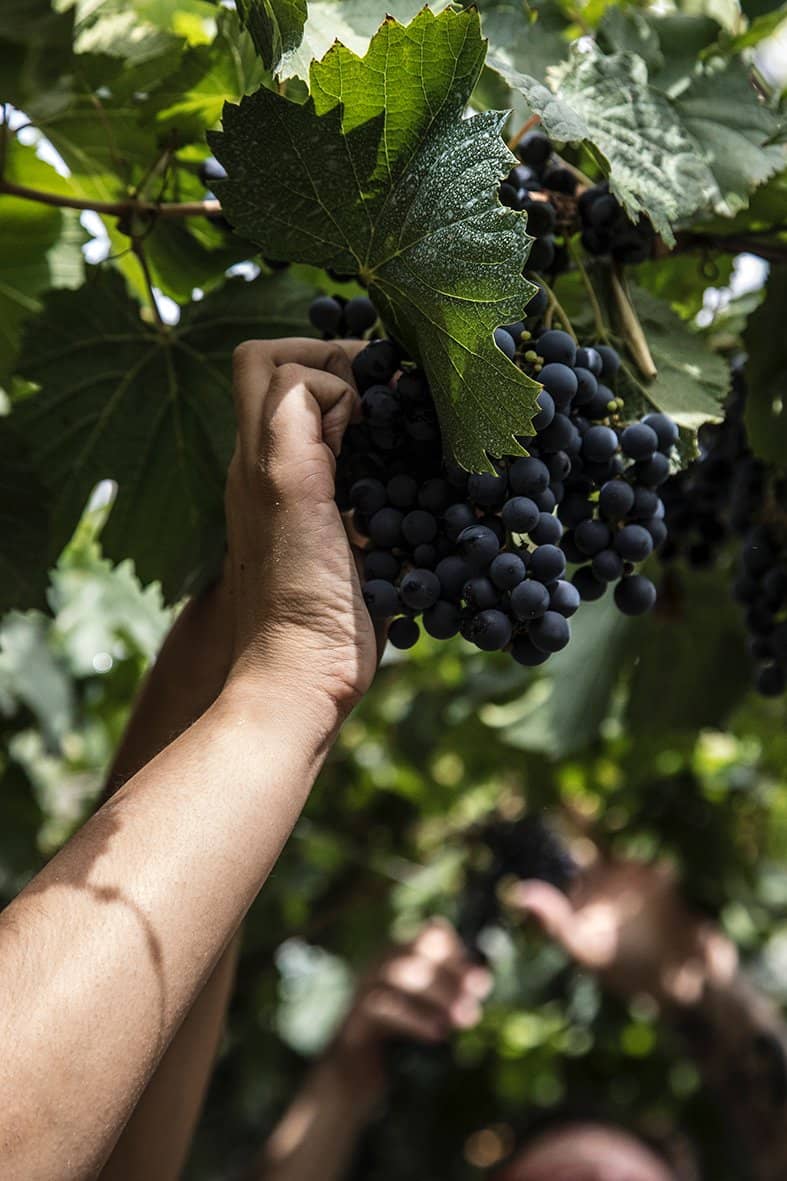 Winery & Production Tour