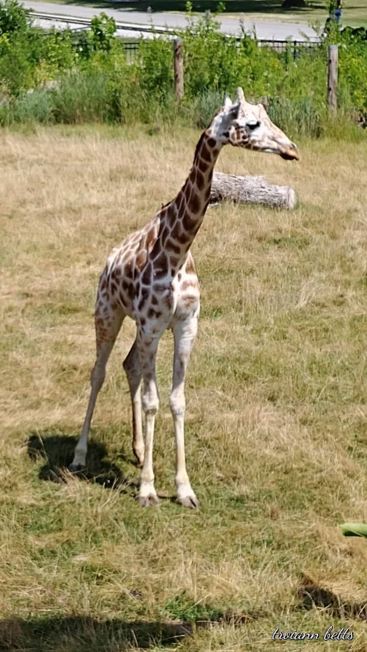 Carousel & Train Rides