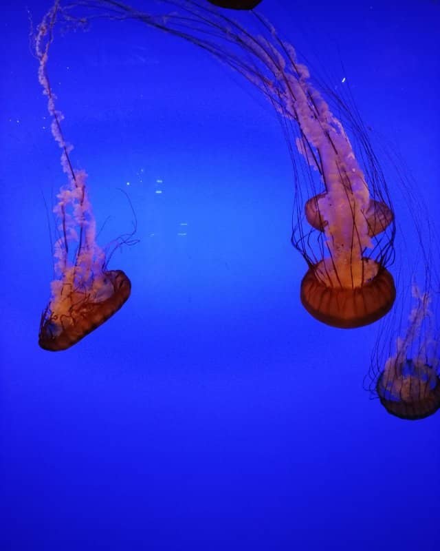 Jellyfish Exhibits