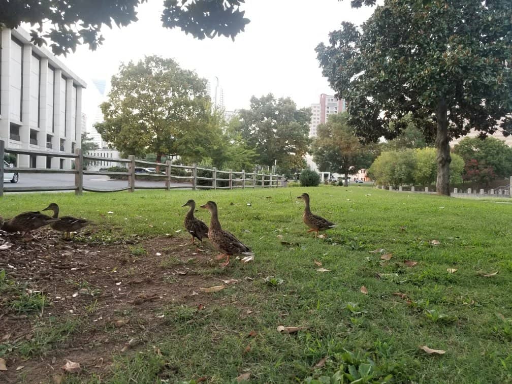 Tranquil Pond & Fountain