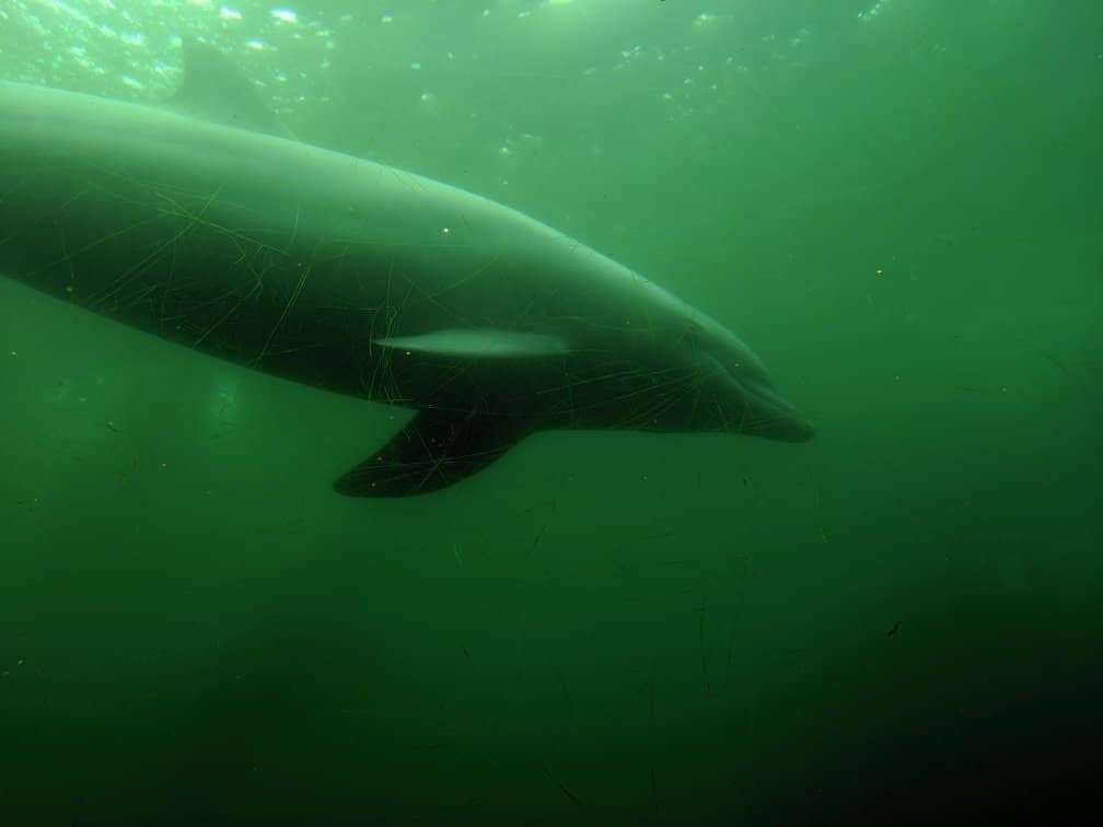 Interactive Touch Tanks