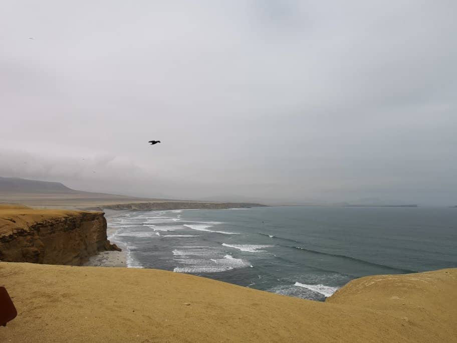 Wildlife Observation