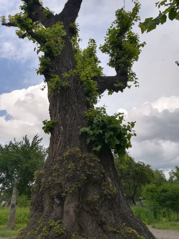 Abazivka Farmstead Grounds