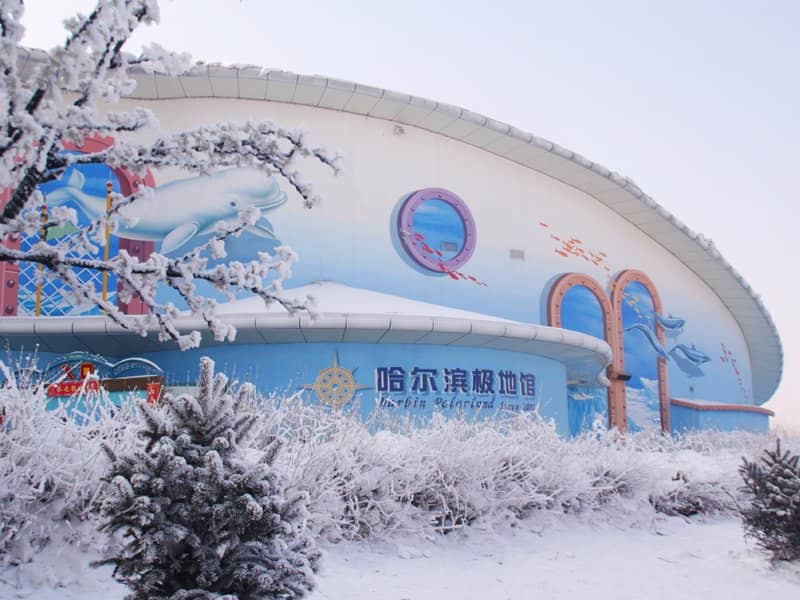 Beluga Whale Performance