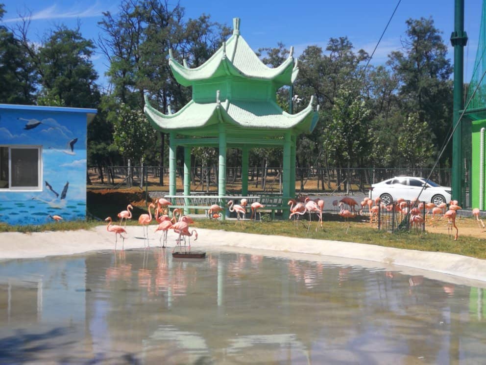 Free-Range Sika Deer