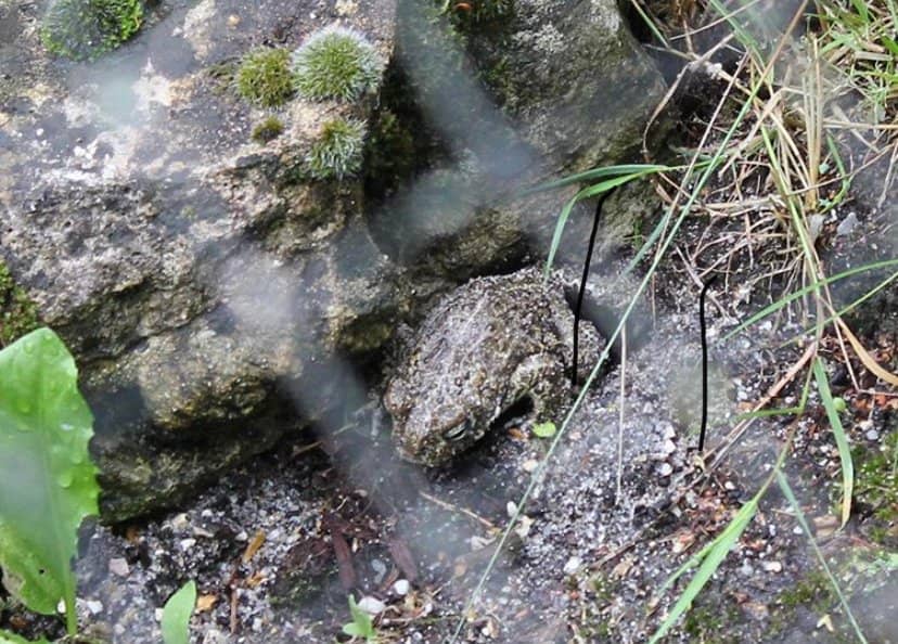 Native Reptile & Amphibian Displays