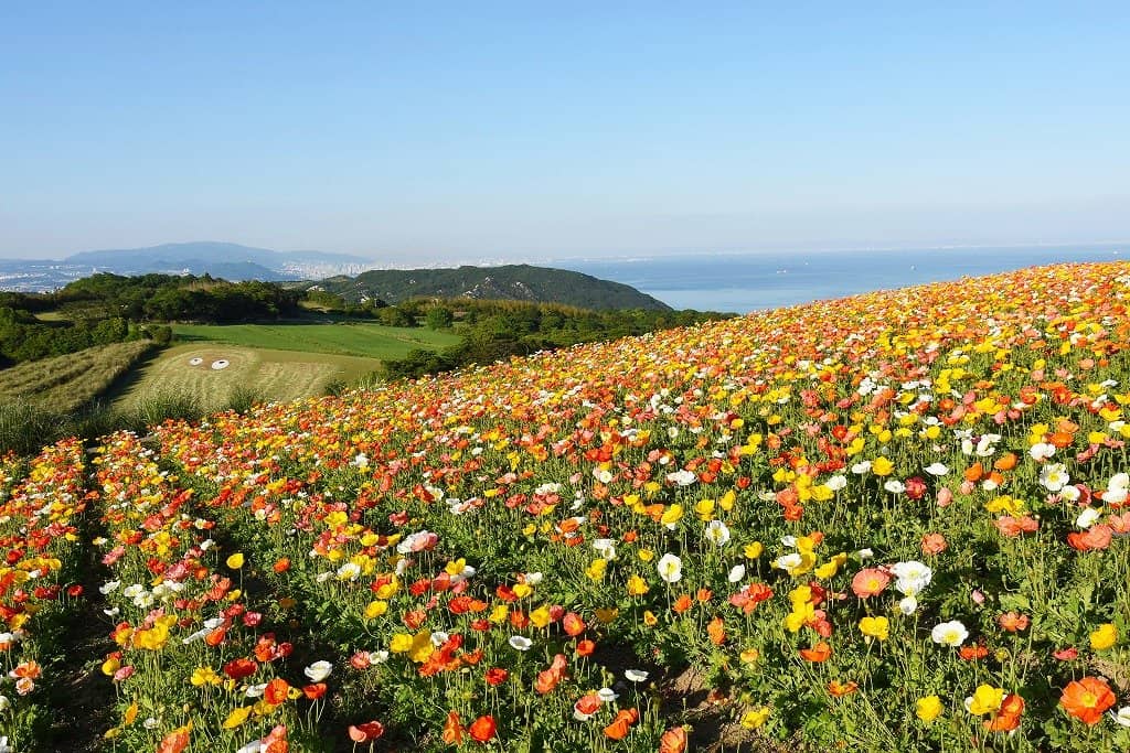 Panoramic Sea and Bridge Views