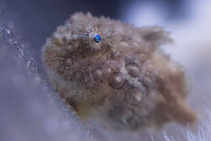 Active Octopus & Wolf Eel