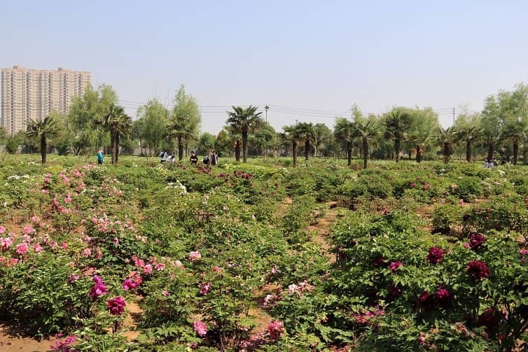 A Kaleidoscope of Peonies