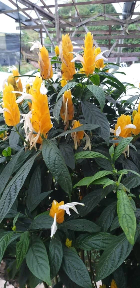 Panoramic Highland Views