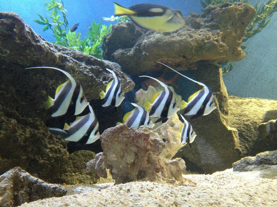 Vibrant Local Marine Life