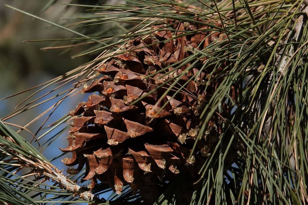 Four Seasons Napa Valley