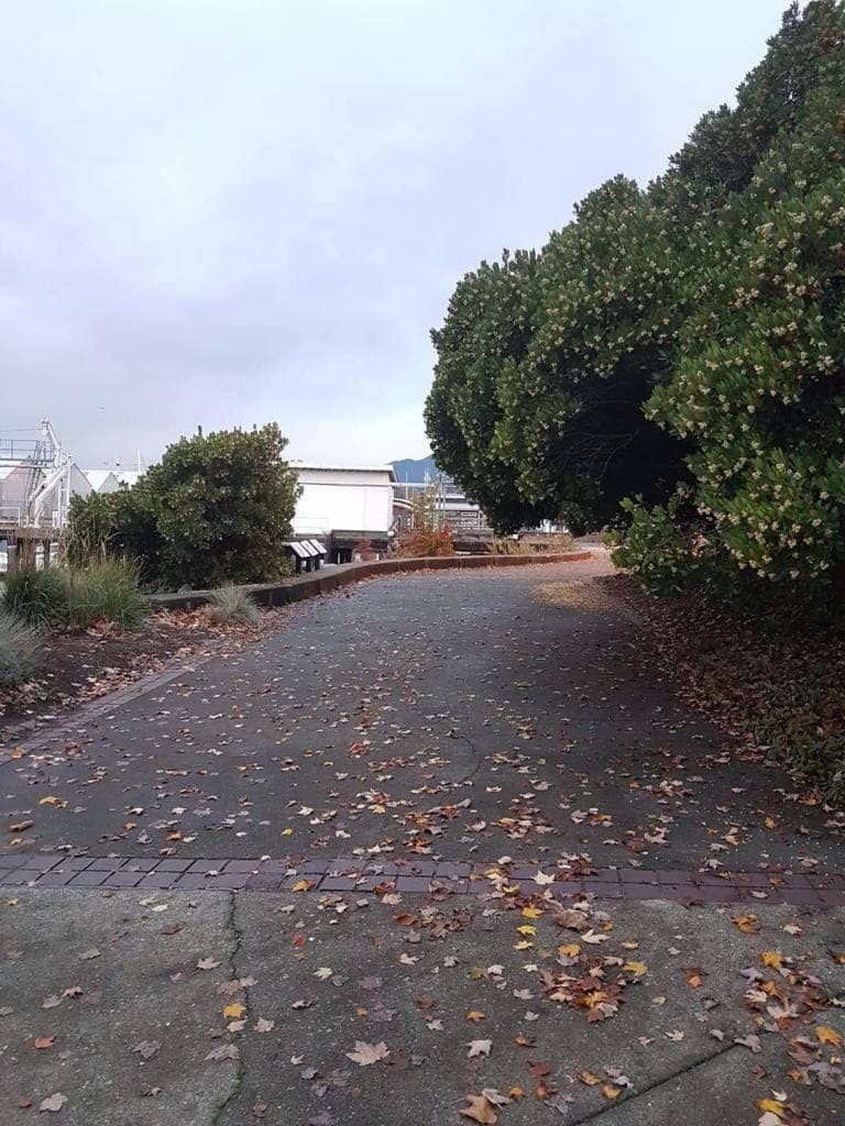 Peaceful Lakeside Strolls