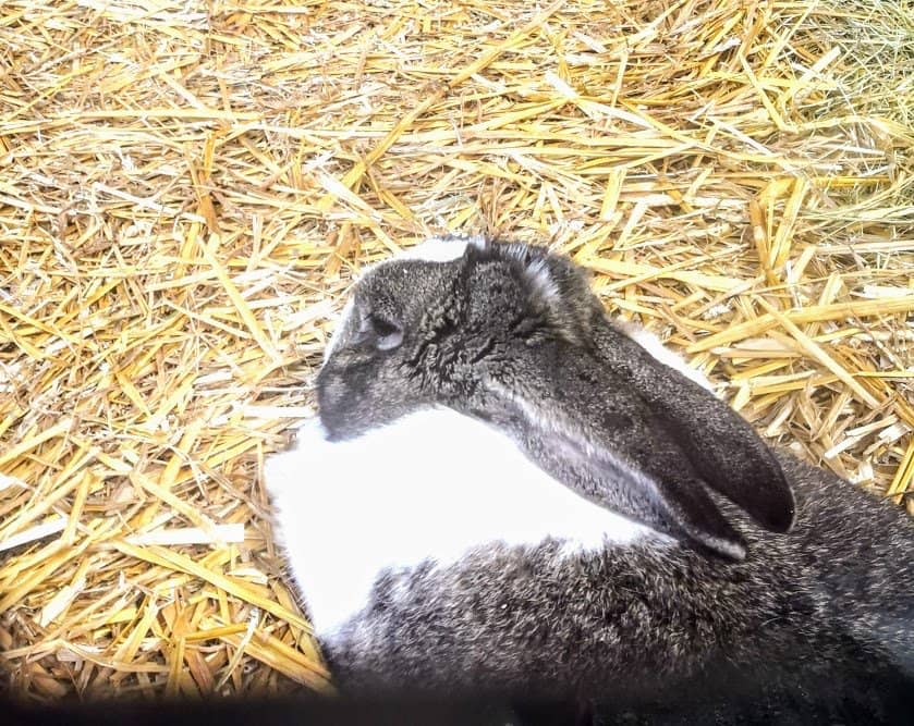 Playgrounds for Little Ones