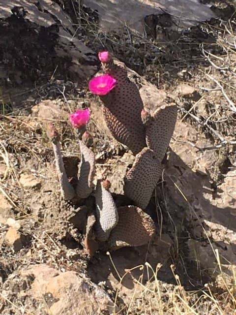 Panoramic City Views