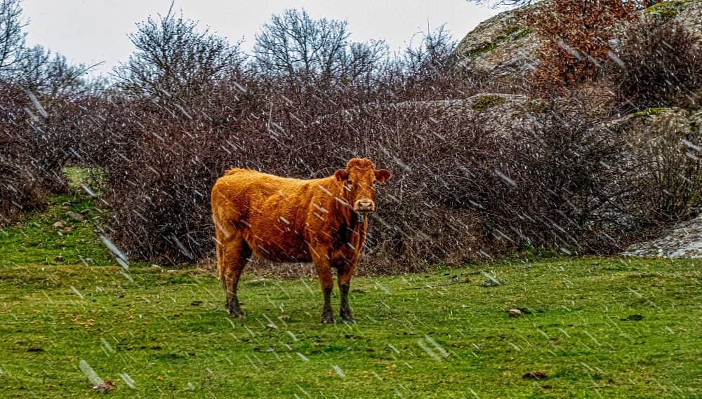 Ancient Cave Paintings