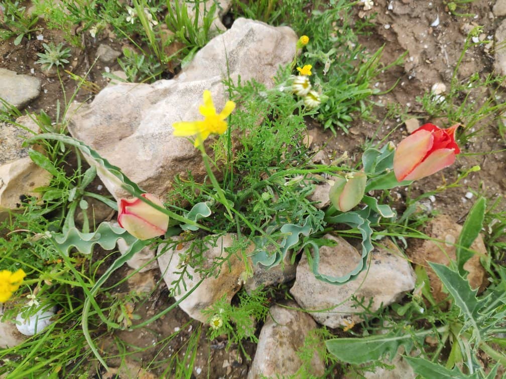 Interactive Audio Guides