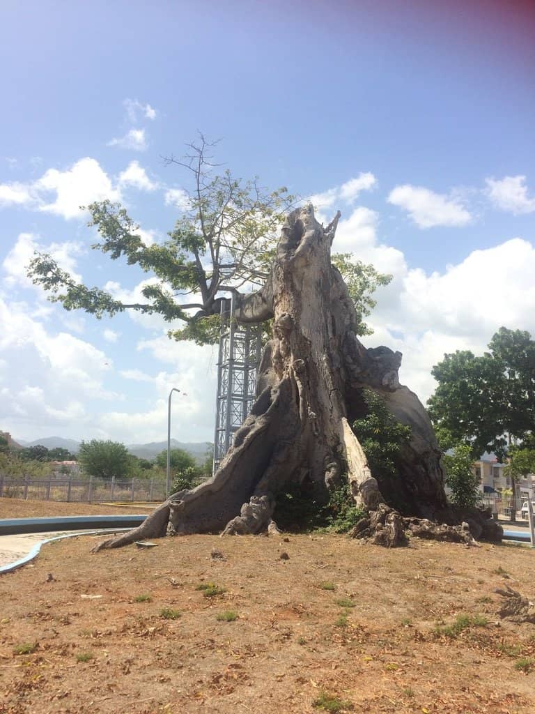 The Giant Ceiba Tree