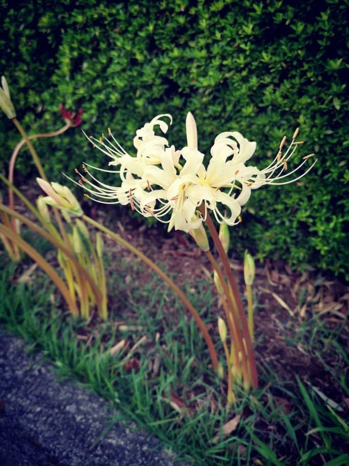 Nujabes' Resting Place