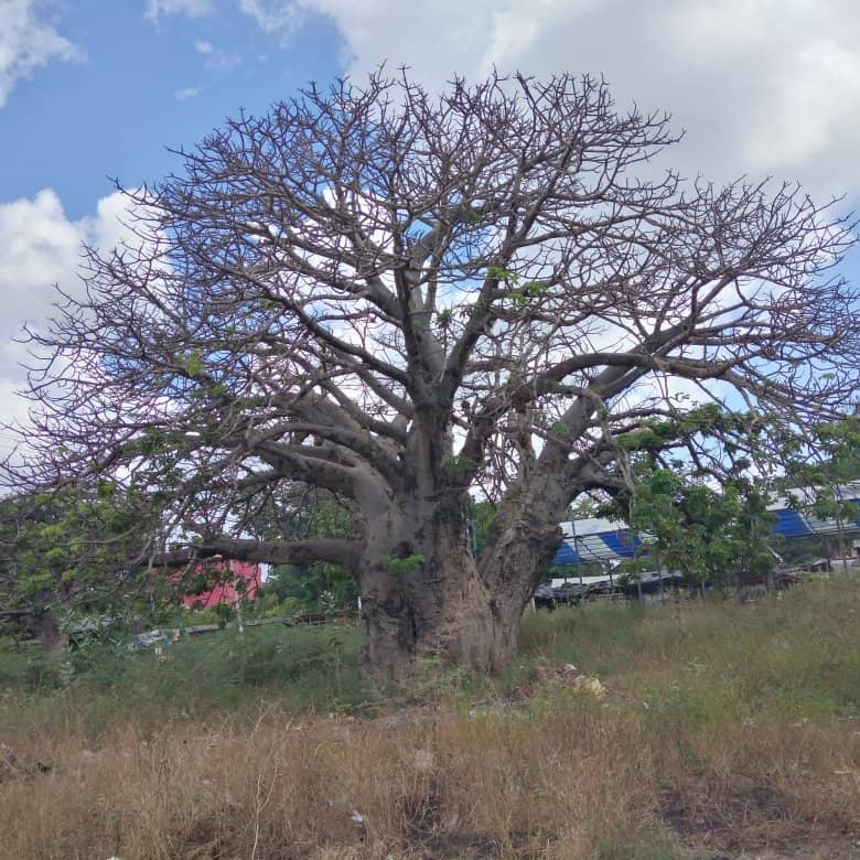 Local Produce Stalls