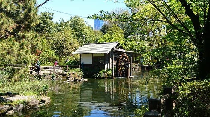 Cherry Blossom Views