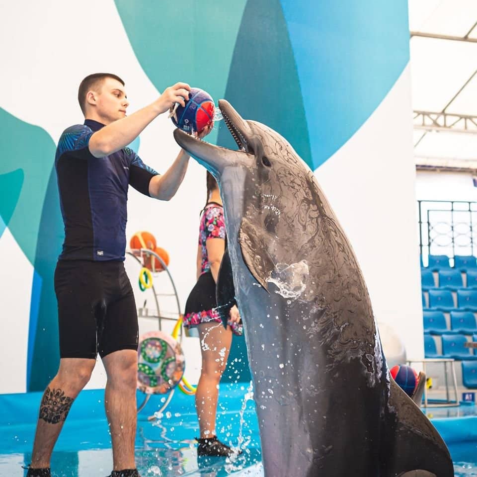 Dolphin Show Spectacle