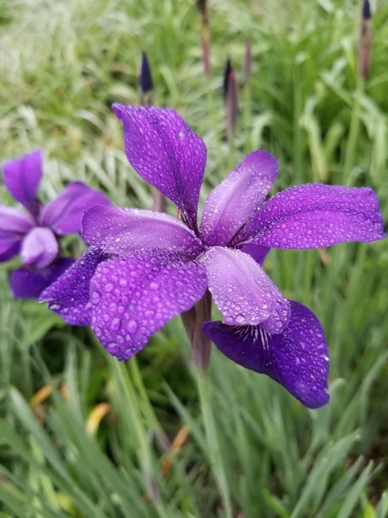 Curated Flower Displays