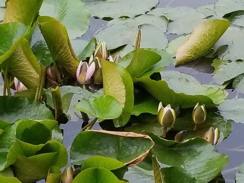 Vibrant Flowering Trees