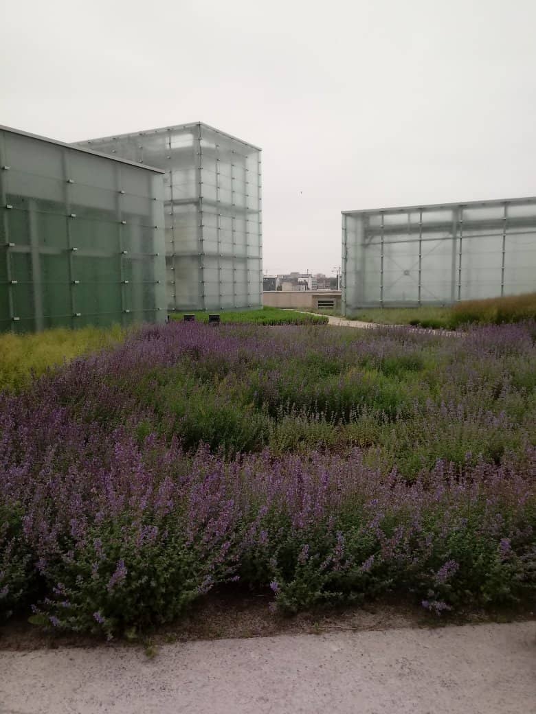 Car Culture & Lowriders