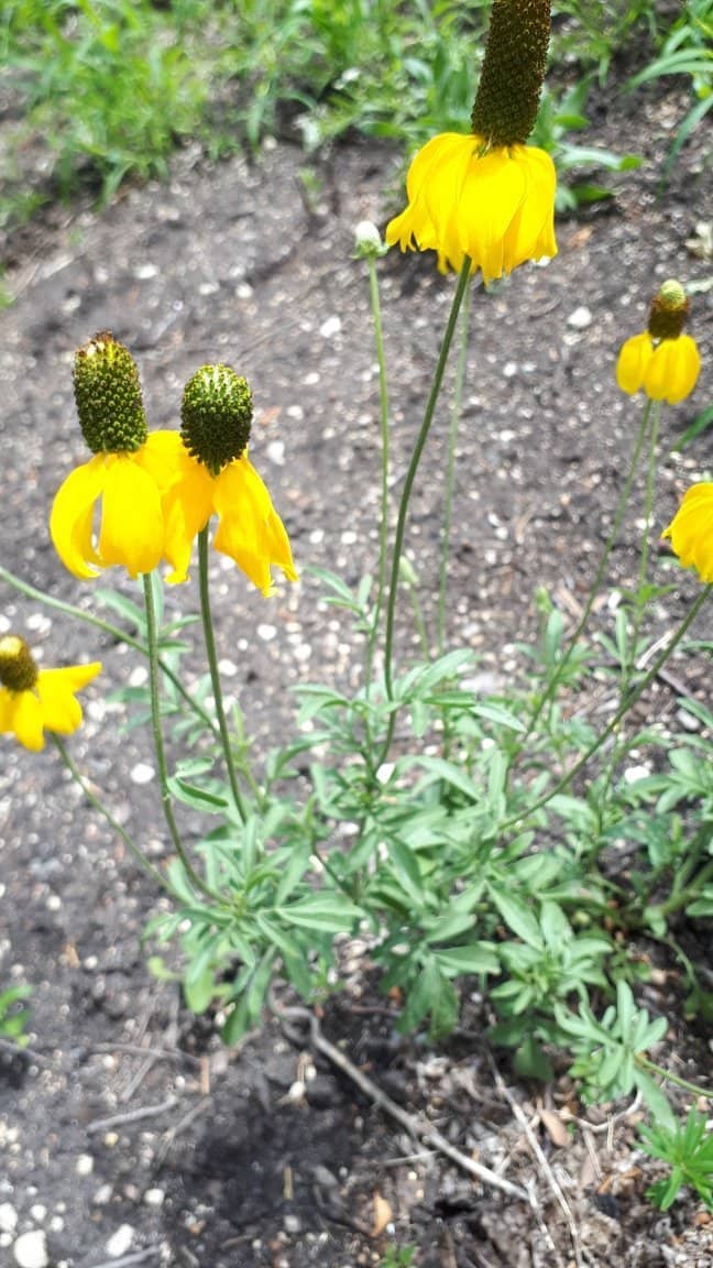 Reconstructed Fort Gate