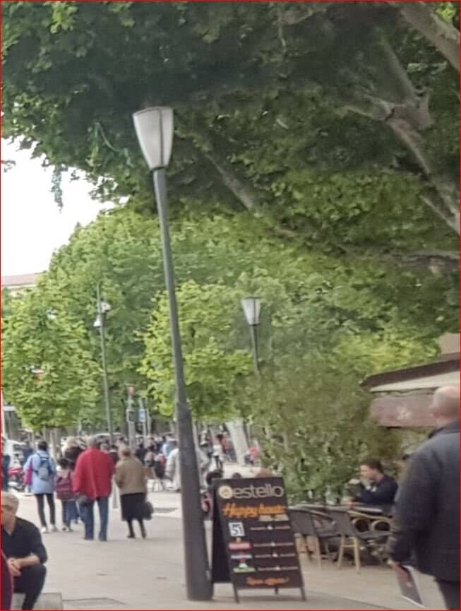 Tree-Lined Promenade