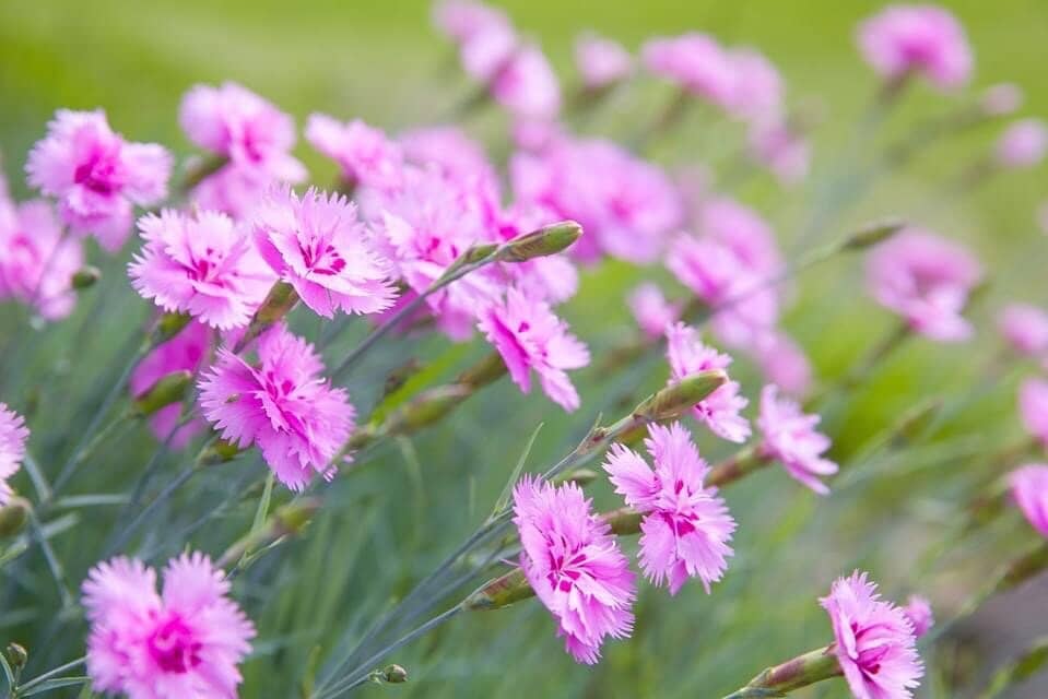 Mezaparks Open-Air Stage