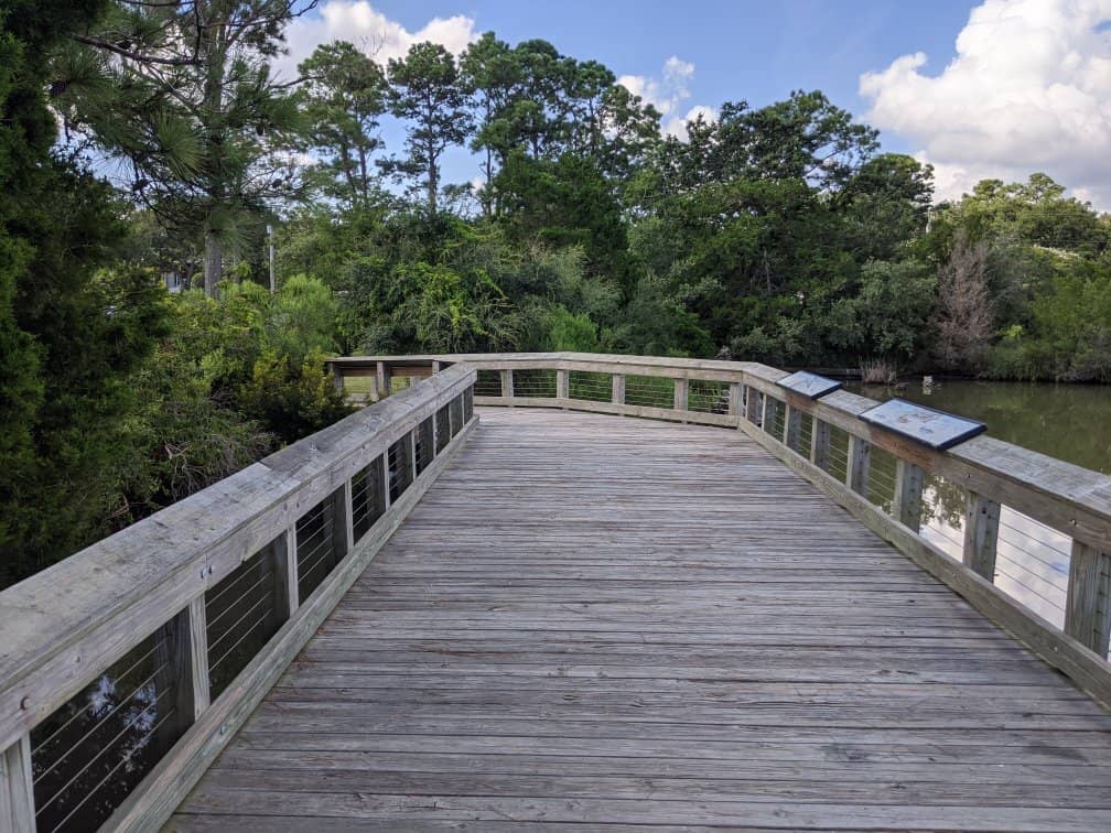 Shark Tooth & Seashell Hunting