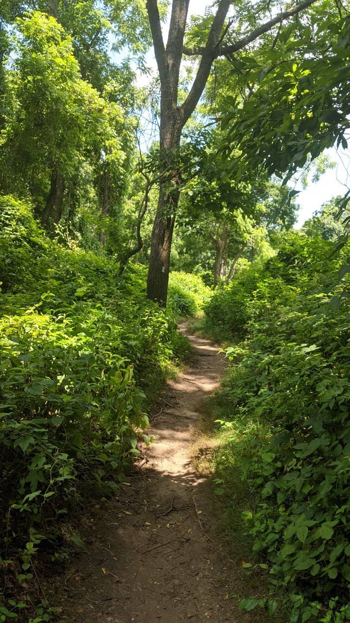 Wooded Trails