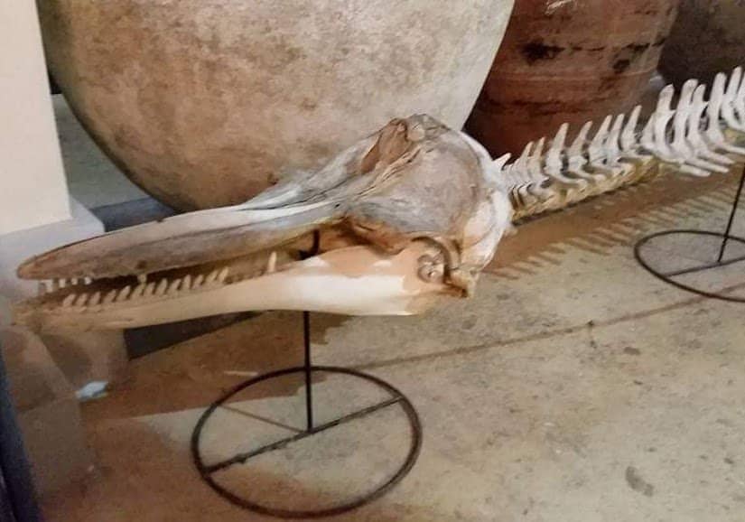 Natural History Collection