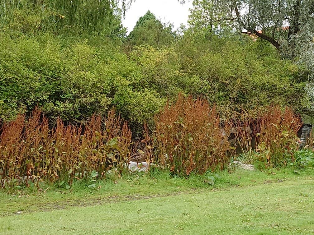 Wooded Walking Trails