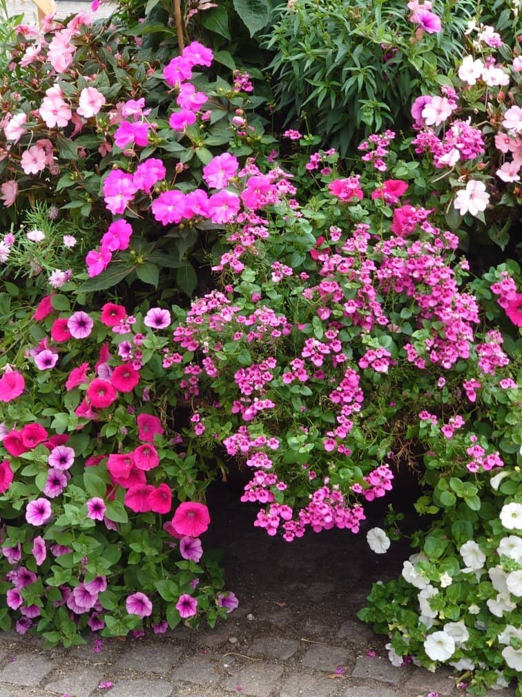 Vibrant Flower Gardens