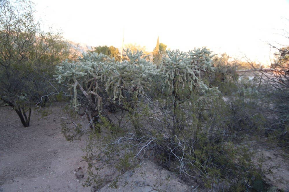 Desert Garden Grounds