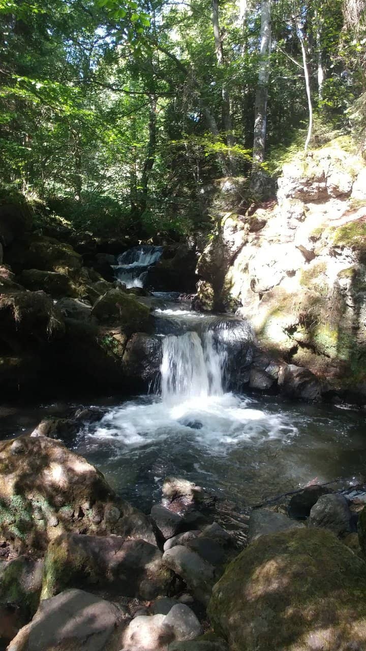 Forest Trail Ambiance