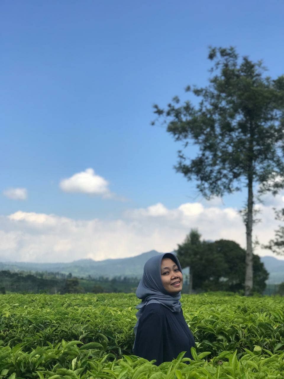 Vast Tea Plantations