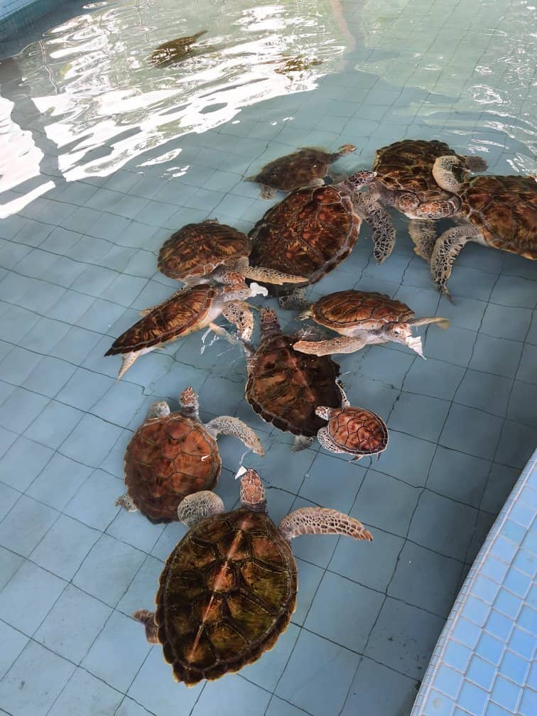 Baby Turtle Tanks