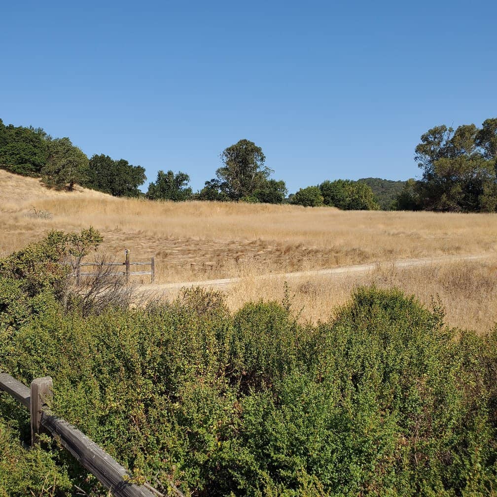 Wild Turkey Sightings