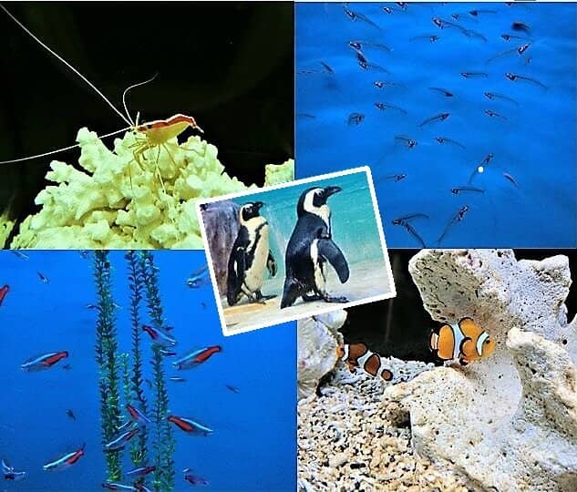 Nature Aquarium Section